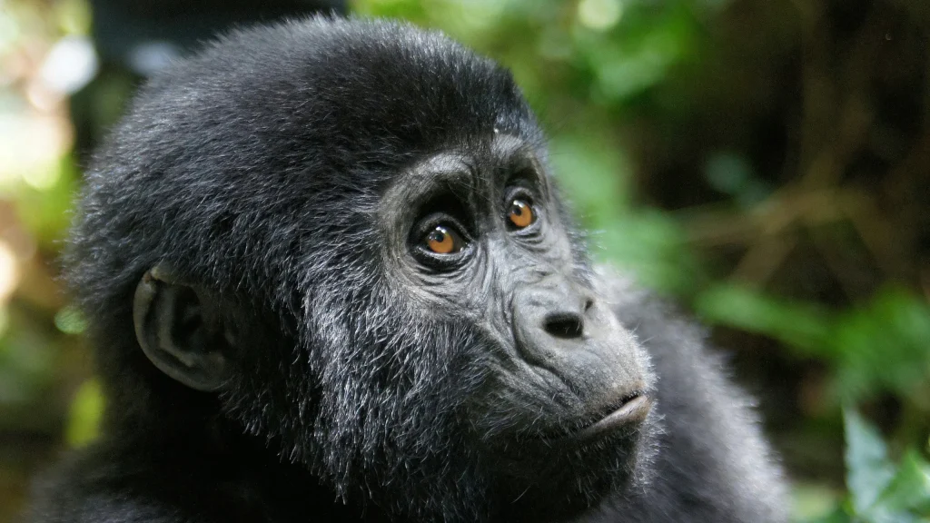 5 Days Kibale Chimpanzee & Bwindi Gorilla Trekking Safari