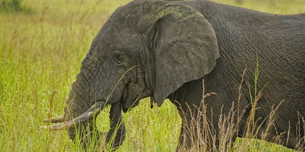 Combining Gorilla Trekking With a Big Five Safari in Uganda