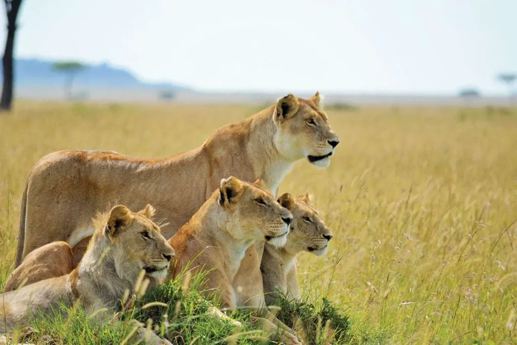 10 Reasons Why Kenya Should Be Your Top Travel Wish List Destination