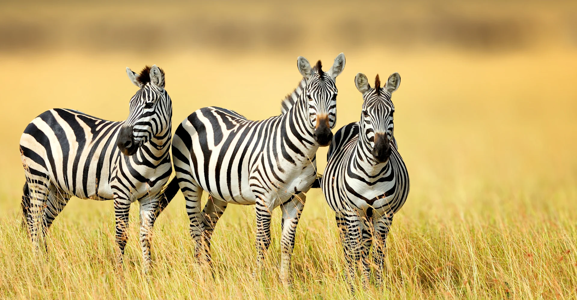 Is Kenya Safe For Tourists To Visit In 2025?
