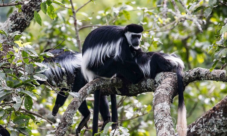 3 Days Rwanda Chimp Trekking and Canopy Walk Tour