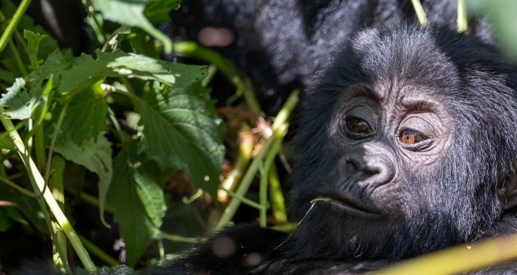 7 Days Rwanda Wildlife and Mountain Gorilla Safari Tours