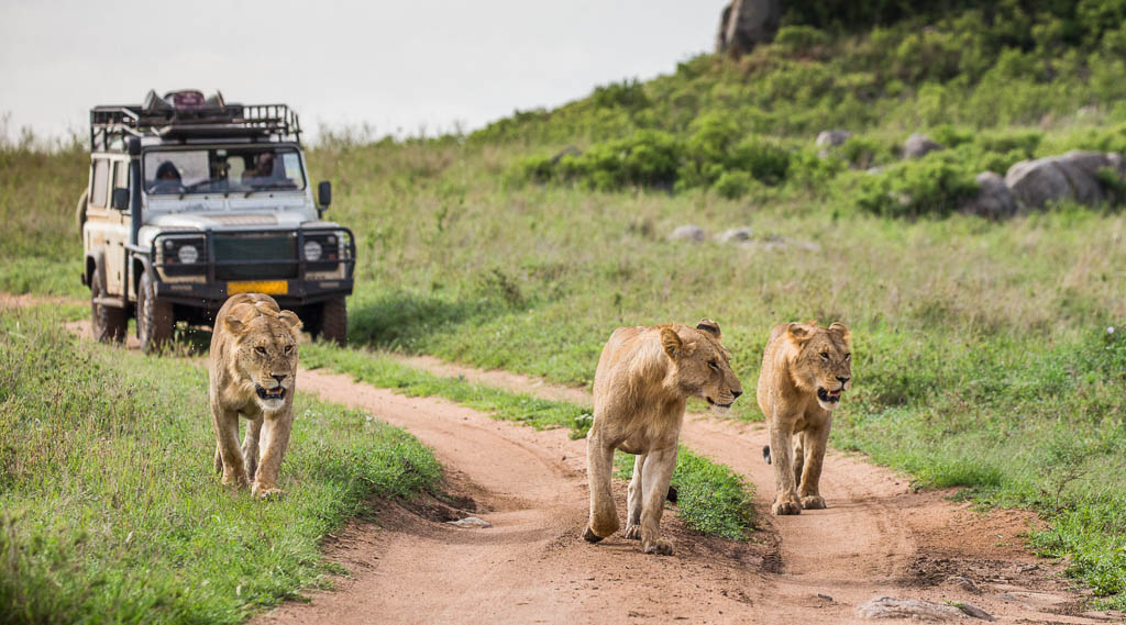 7 Days Tarangire, Ngorongoro Crater and Serengeti Migration Safari