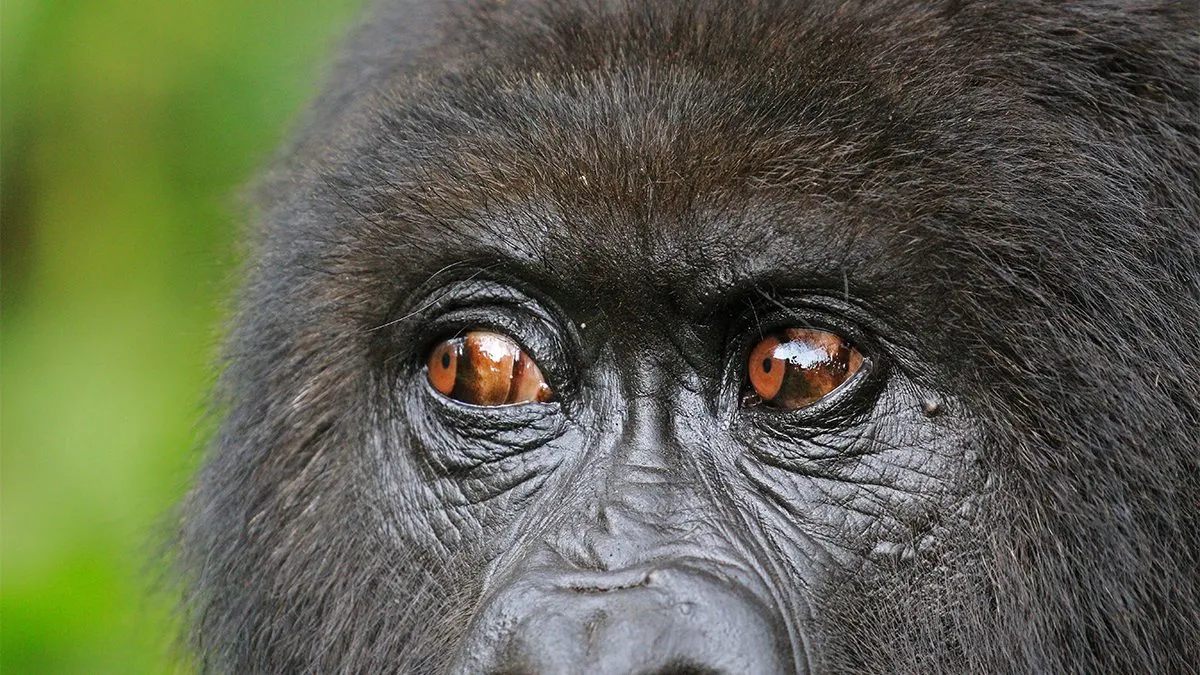 Why Book a Gorilla Permit in Advance?