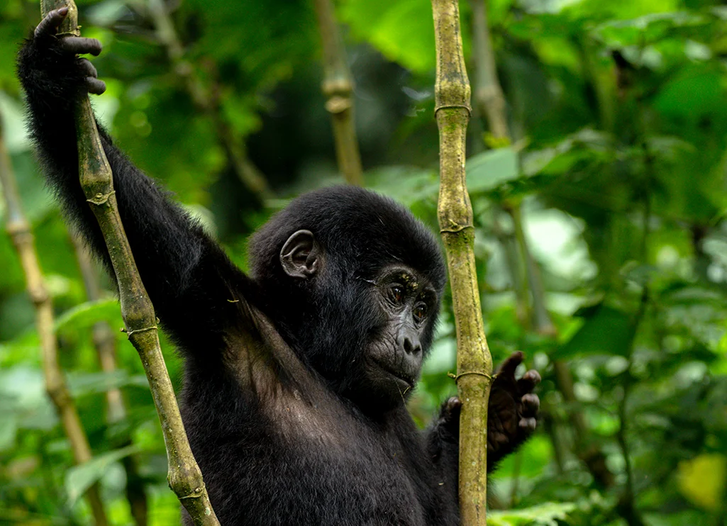 3 Days Uganda Gorilla Safari From Kigali