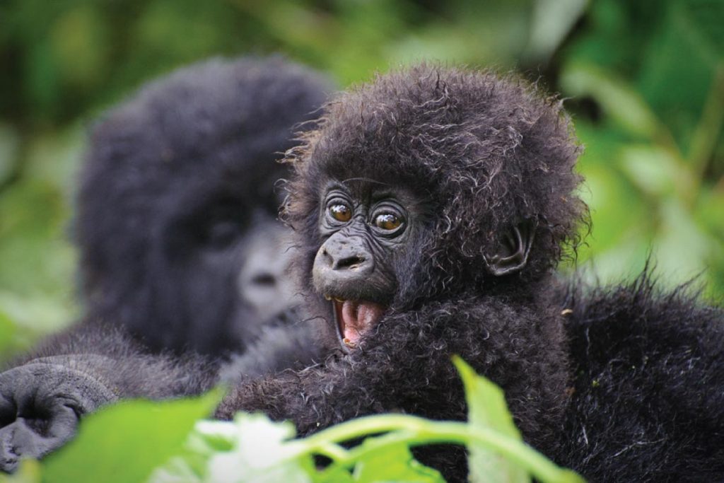 4 Days Bwindi Gorilla Habituation and Trekking Safari