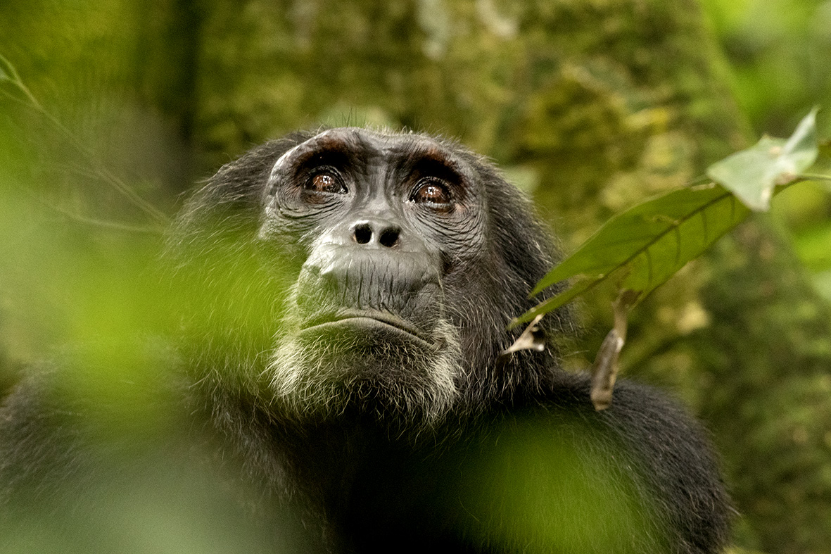 7 Days Uganda Rwanda safari