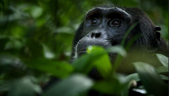 8 Days Uganda gorilla and chimpanzee safari from Kigali