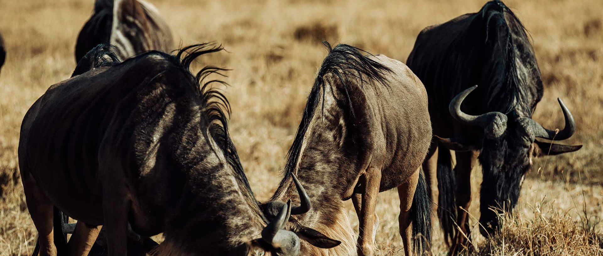 Wildebeest Migration Calving Season