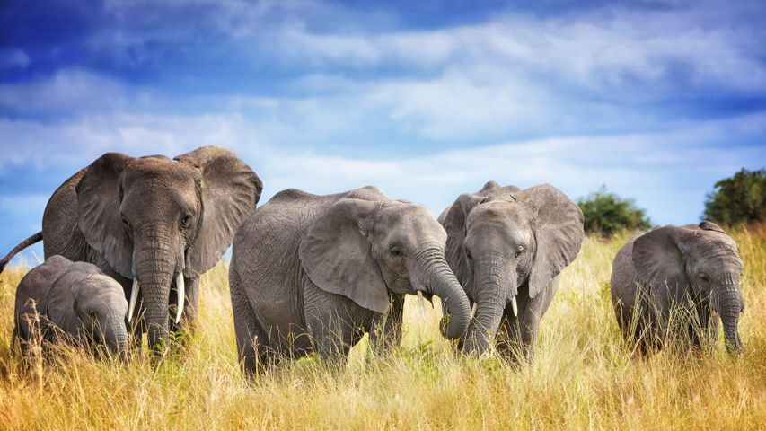 10 Days Best of Tanzania Safari