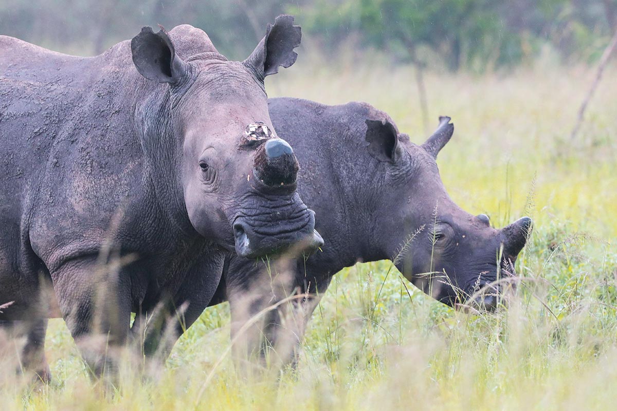 5 Days Akagera and Nyungwe Park Safari