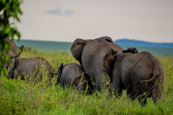 5 Days Kilimanjaro, Tarangire, Serengeti and Ngorongoro Crater Safari