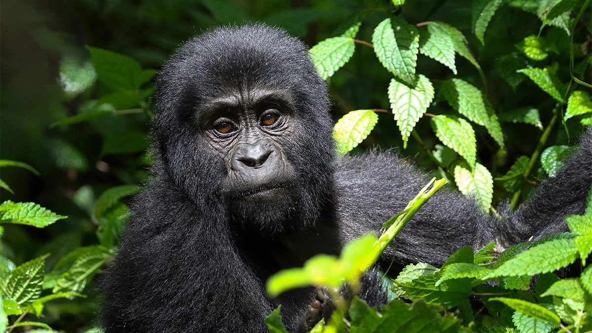 2 Days Uganda Gorilla Trekking Safari from Kigali