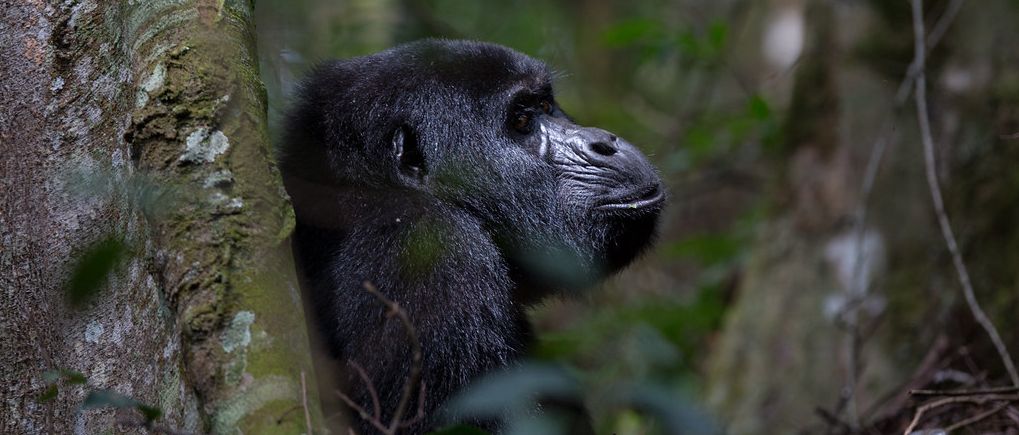 4 Days Uganda-Rwanda Gorilla and Wildlife Safari