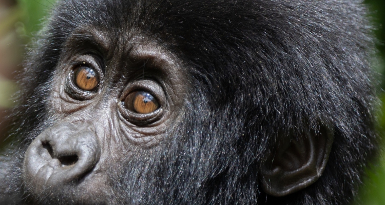 2 Days Uganda Gorilla Trekking Safari from Kigali