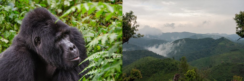 4 Days Uganda-Rwanda Gorilla and Wildlife Safari
