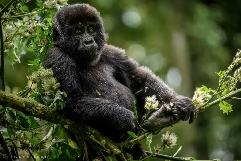 What Are The Best Uganda Travel Packages?