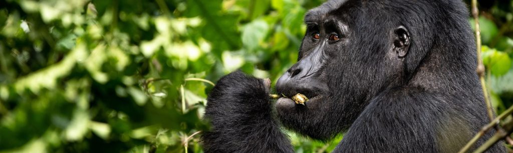 Gorilla Trekking Vs. Great Migration