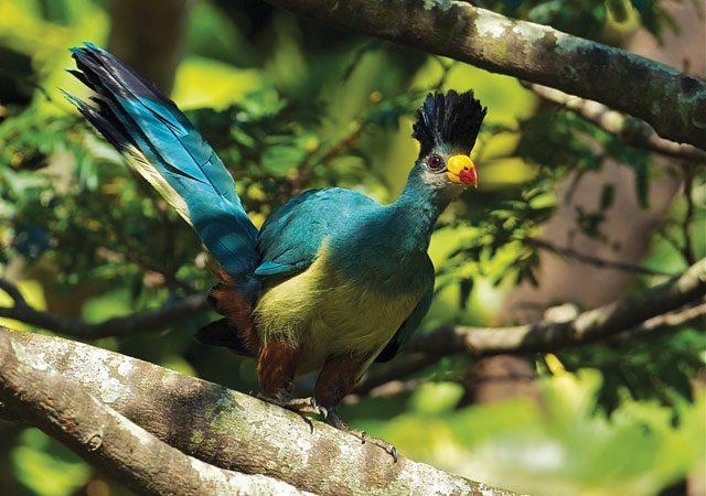 8 Days Uganda Rwanda safari