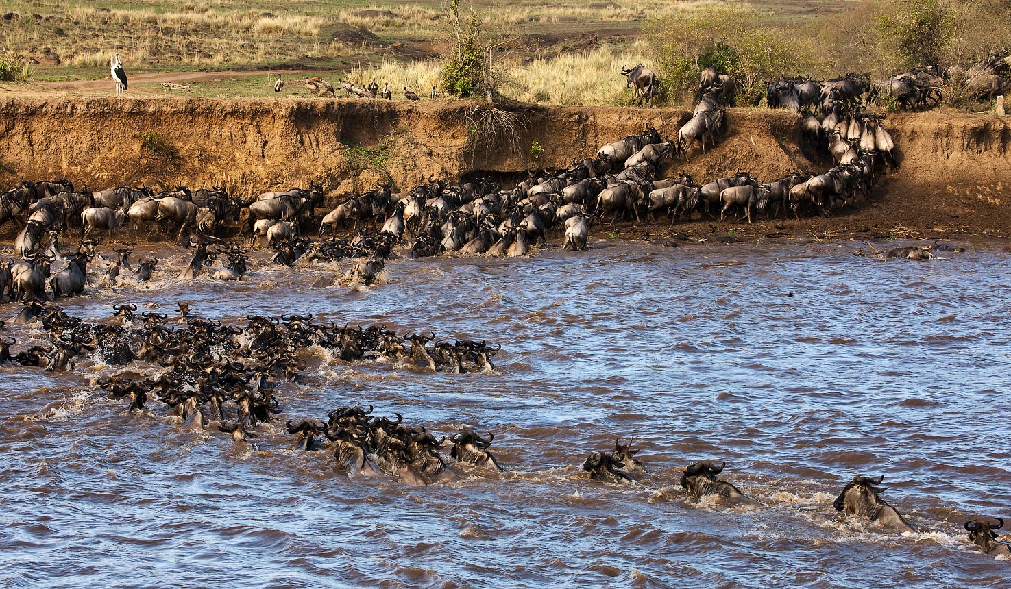 Ultimate Guide to Great Wildebeest Migration