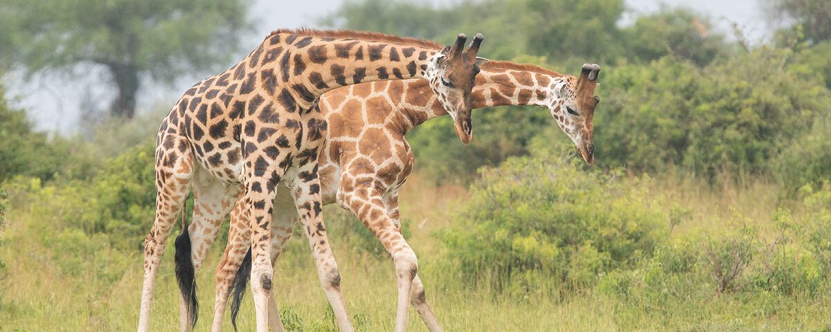 What to do in Murchison Falls National Park 2026