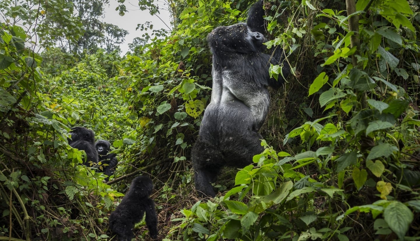 Gorilla trekking in Virunga National Park