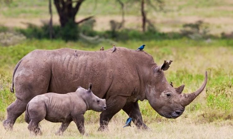 Kenya Safari Activities to do in Lake Nakuru National Park
