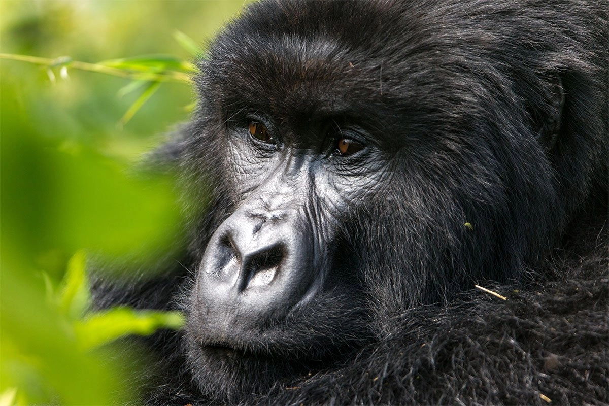 Gorilla trekking in Virunga National Park