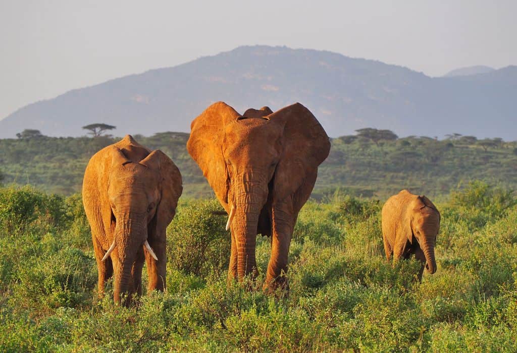 Safari Activities to do in Samburu National Reserve