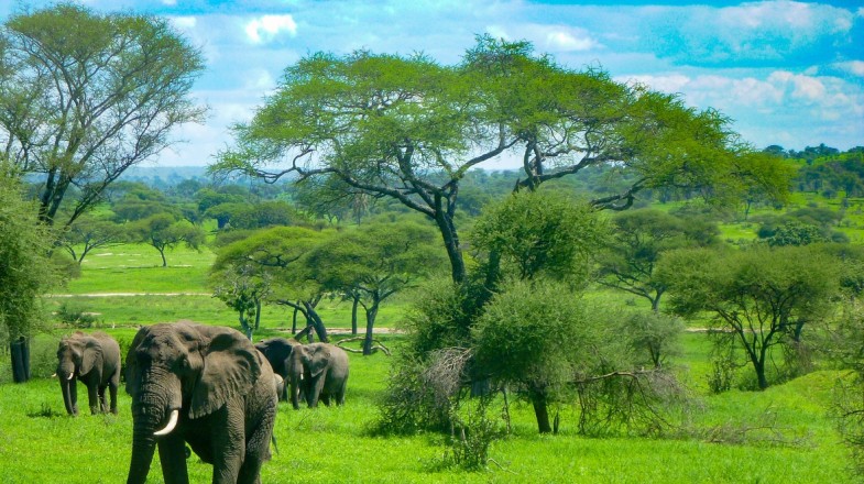 Is a June safari better than a December safari?