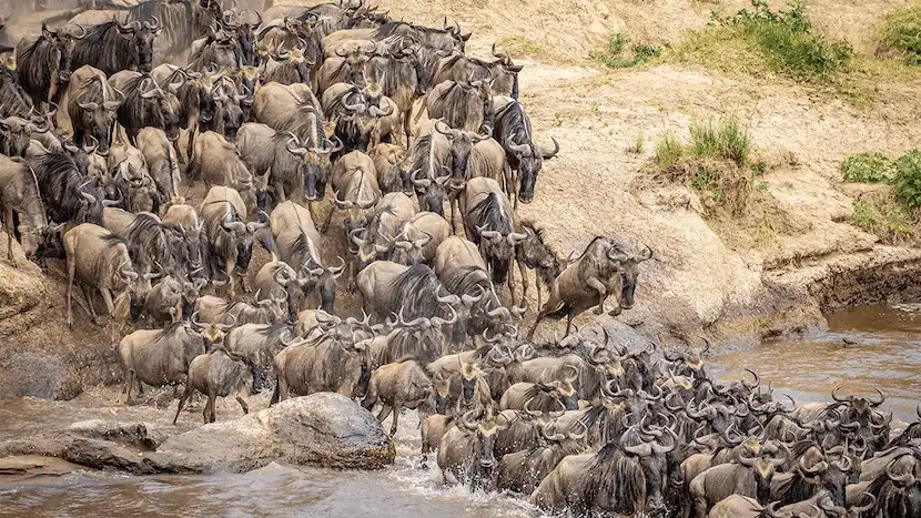 Ultimate Guide to Great Wildebeest Migration