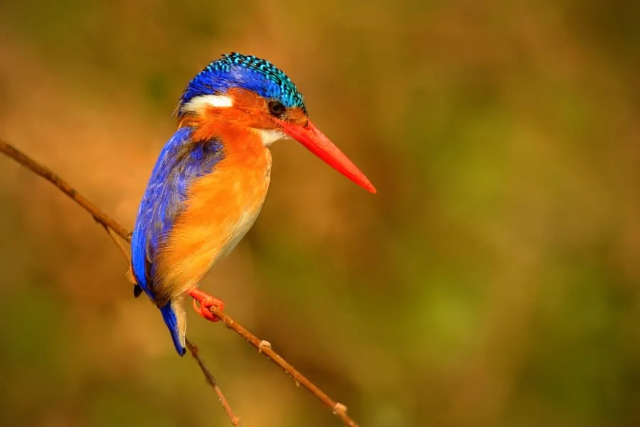 What to do in Murchison Falls National Park 2026