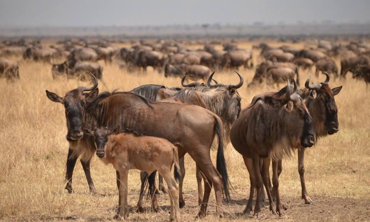 Ultimate Guide to Serengeti Calving Season 