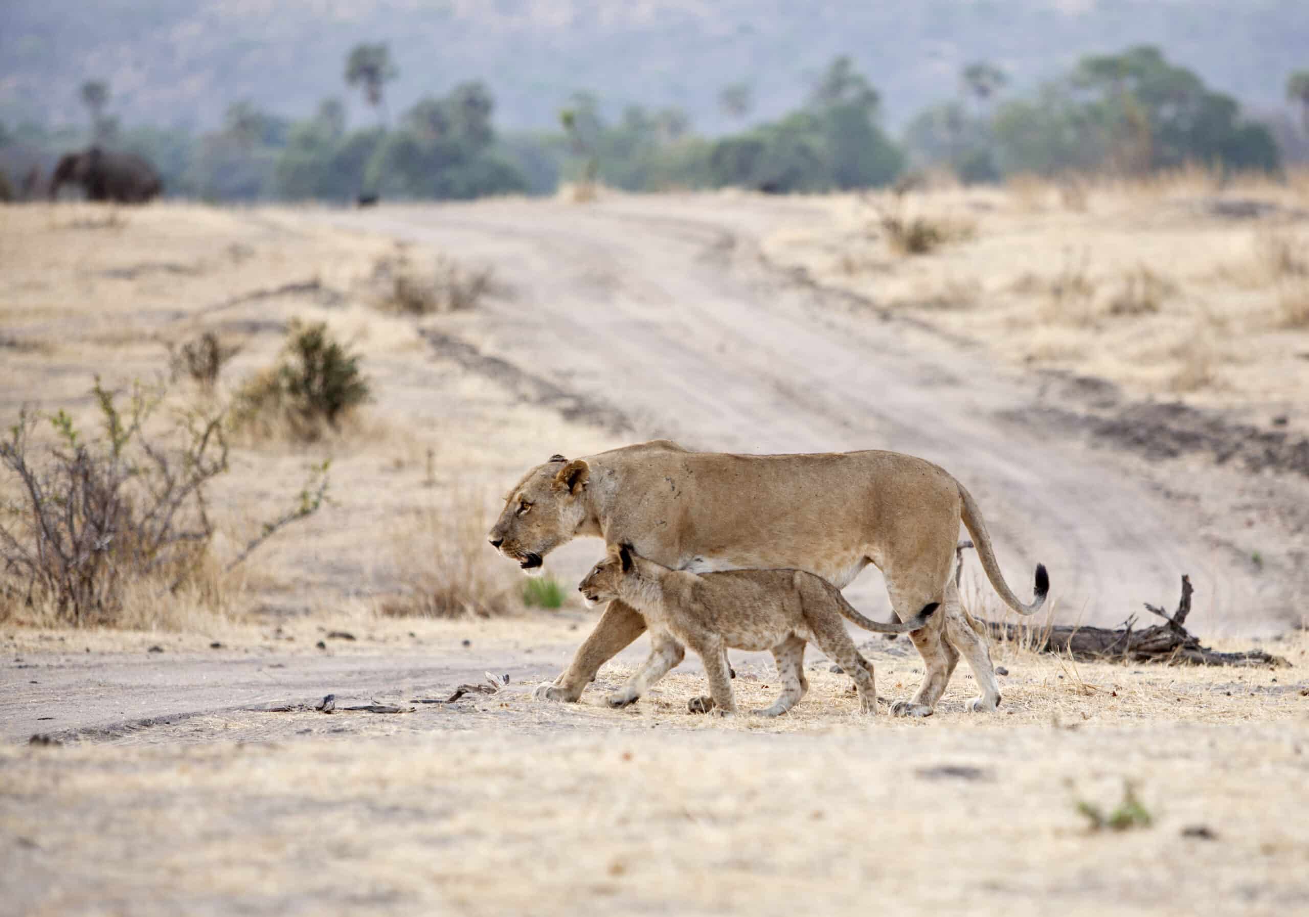 What To Do in Ruaha National Park 2026?