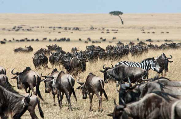Getting Around Maasai Mara