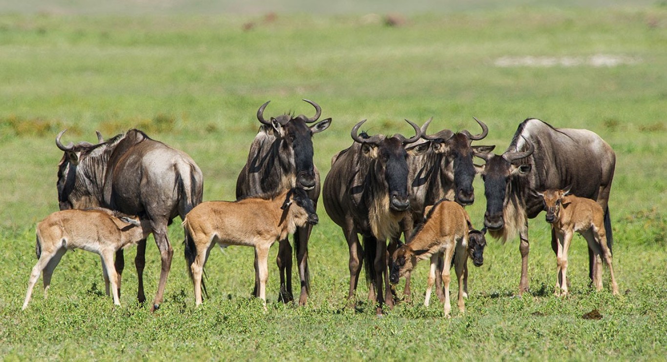 Ultimate Guide to Serengeti Calving Season 
