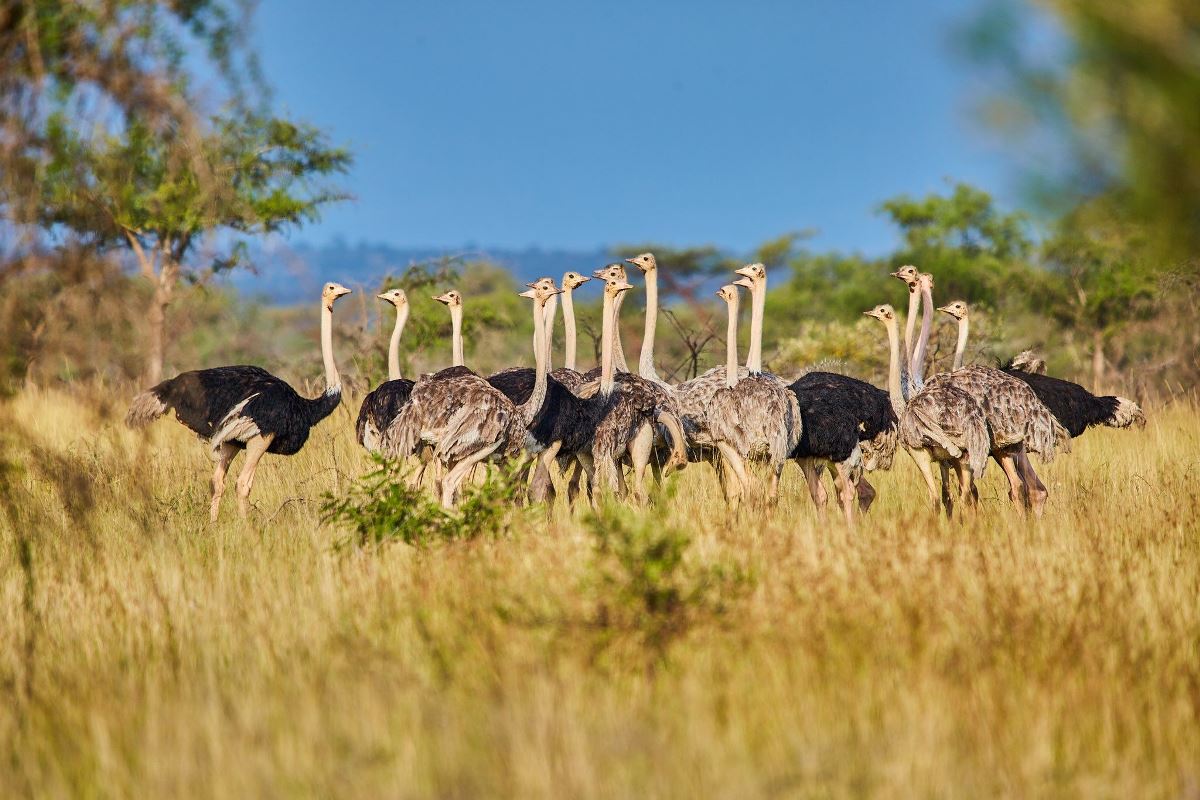 Attractions in Pian Upe Wildlife Reserve