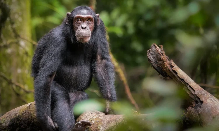 24 Days Uganda Safari Highlights