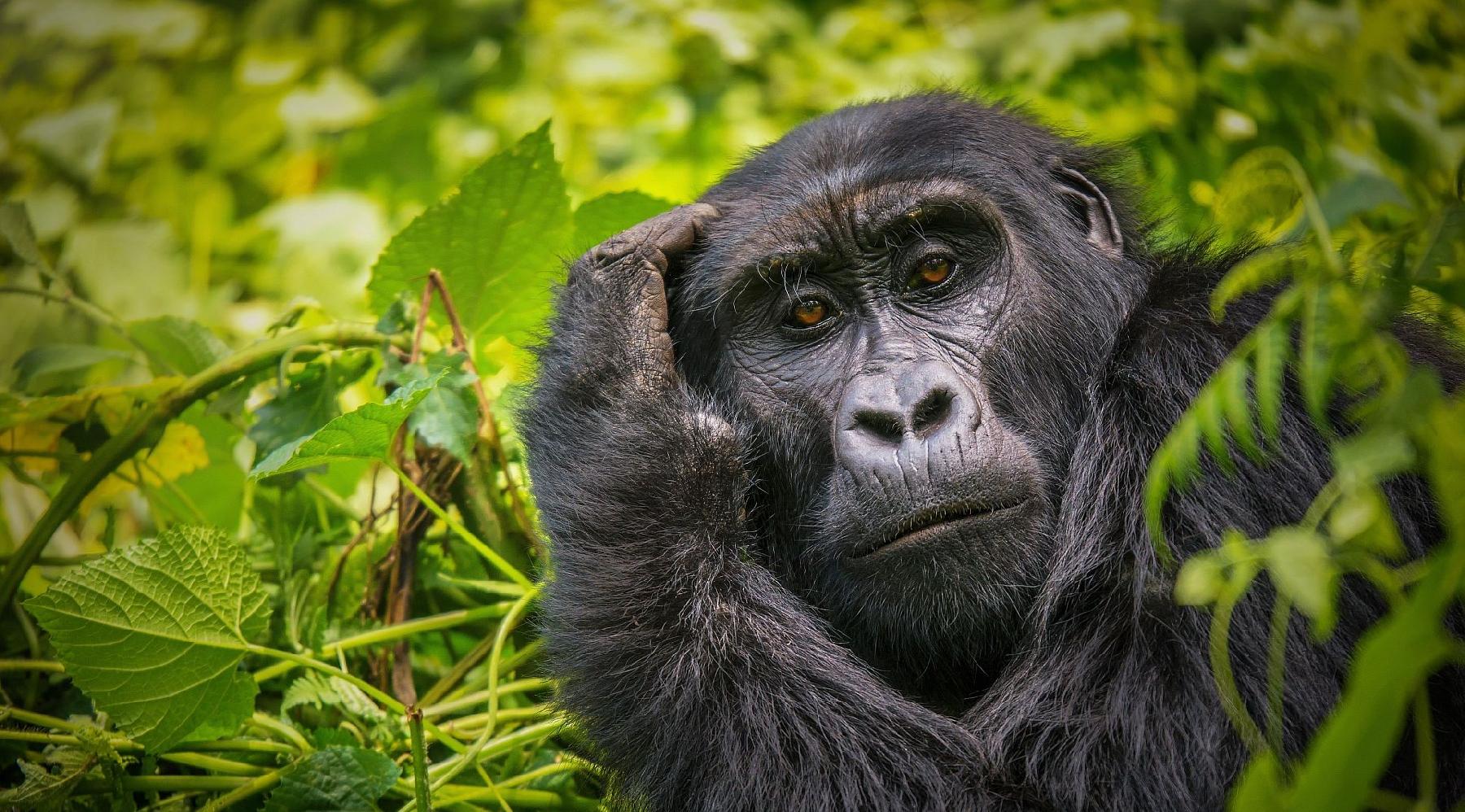 When is the Best Time to Visit Uganda?