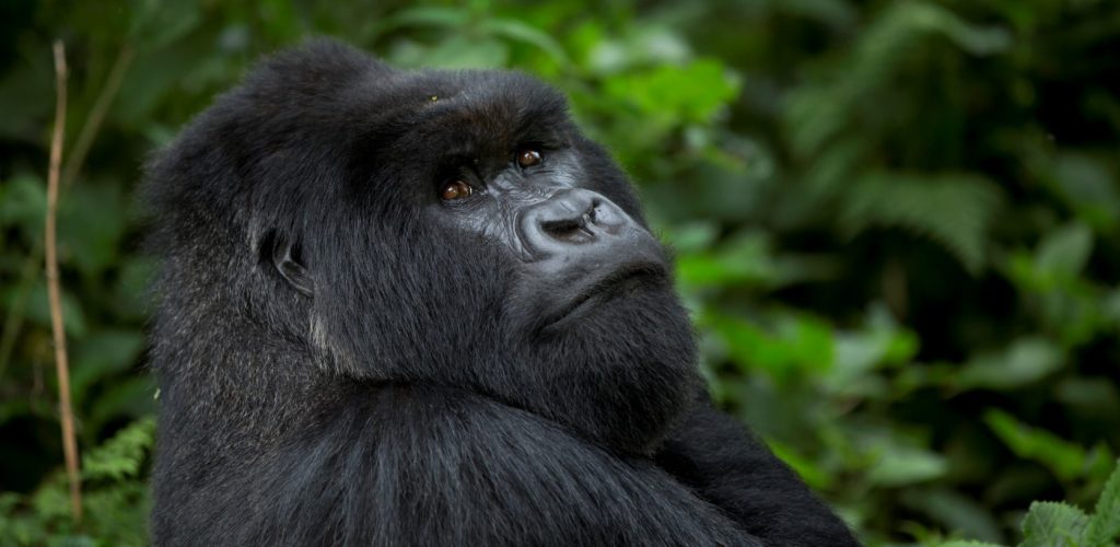 Combining Gorilla Trekking With a Kenya Safari