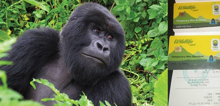 How To Get Gorilla Trekking Permits?