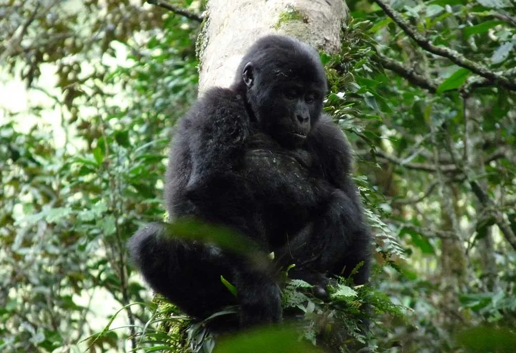 8 Days Uganda primates and wildlife safari