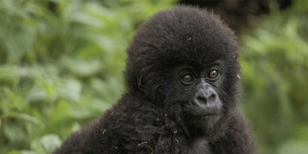 Gorilla Habituation