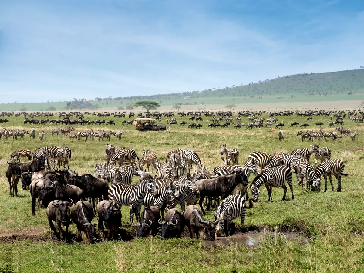 10 Days Best Tanzania and Zanzibar Luxury Safari