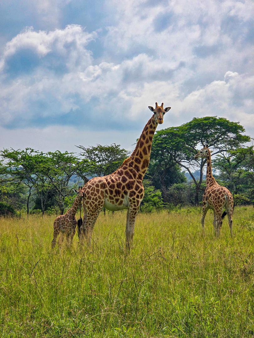 Giraffes in Murchison Falls National Park, including an adult and a calf, in the savanna