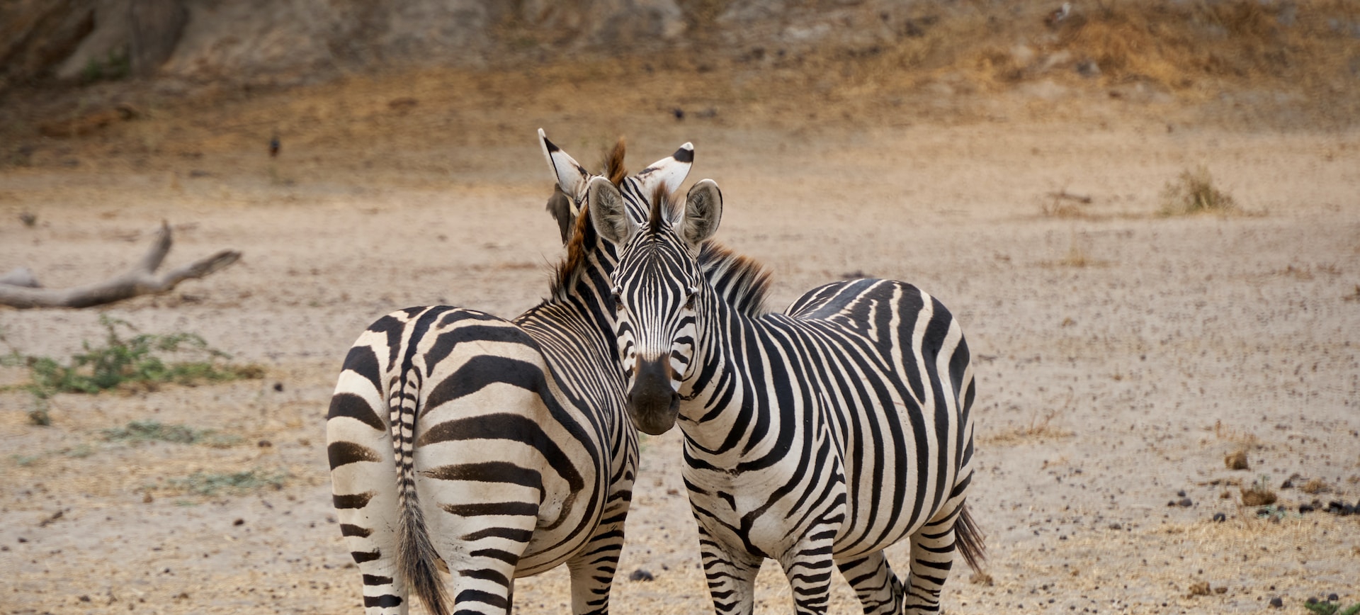 2 Days Tarangire National Park Safari