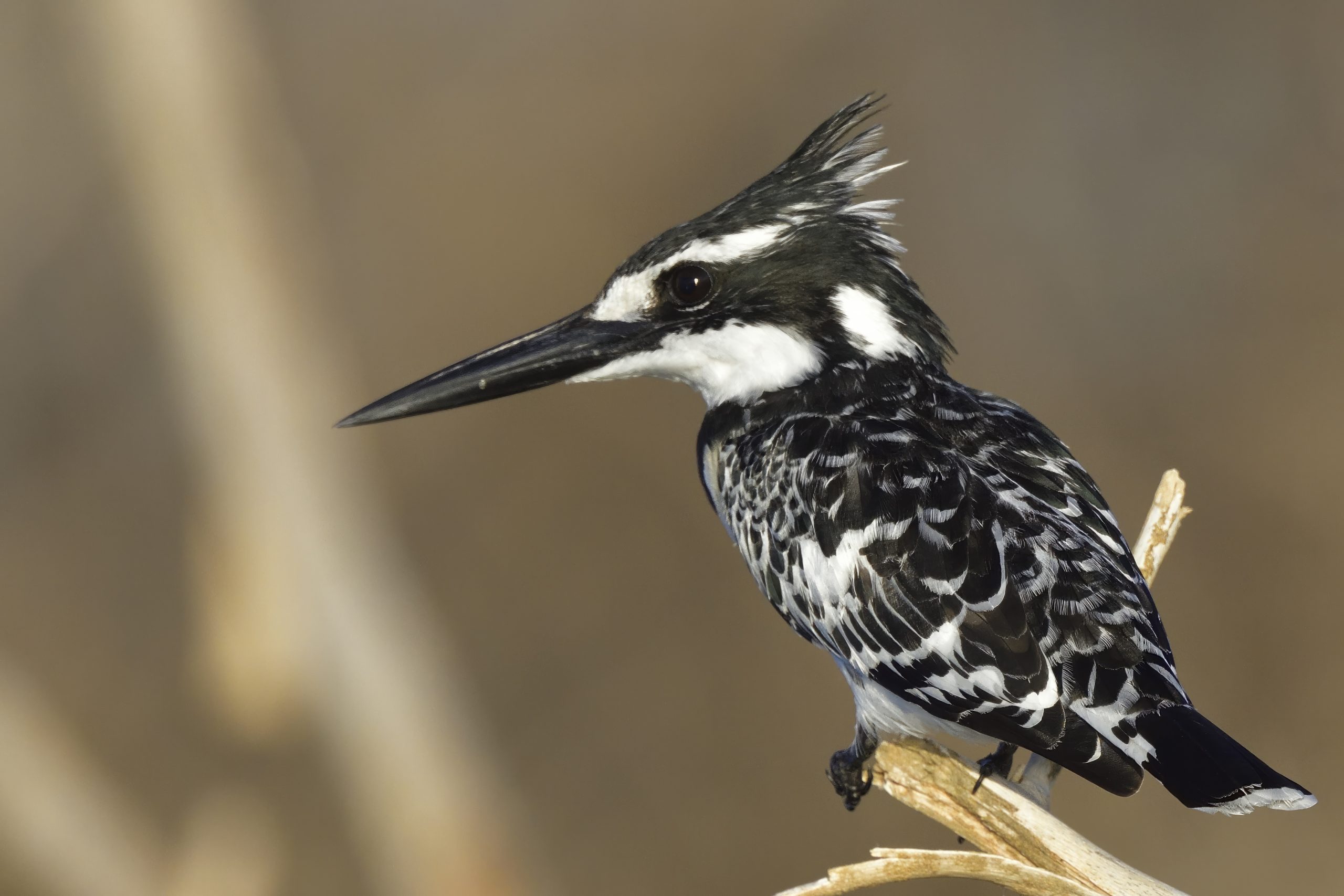 8 Days Uganda primates and wildlife safari