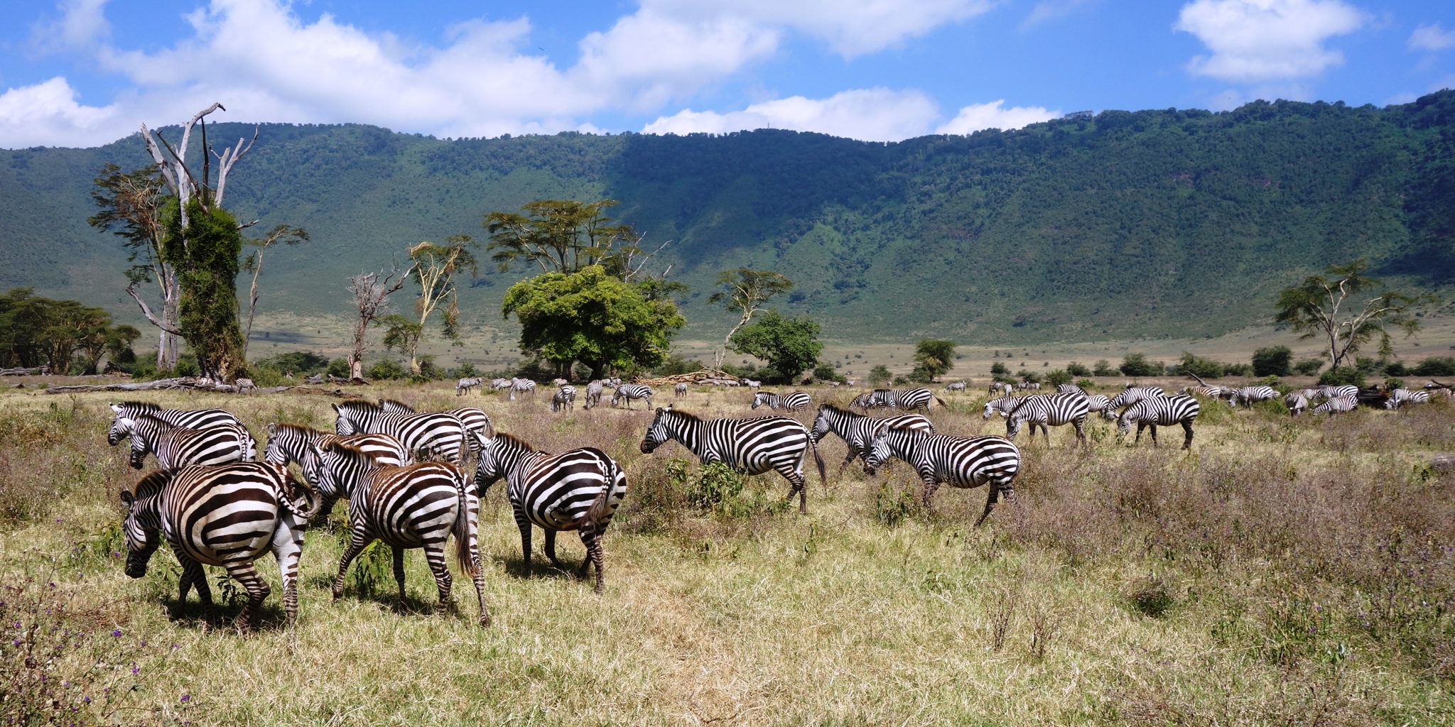 Ngorongoro Crater Migration Season