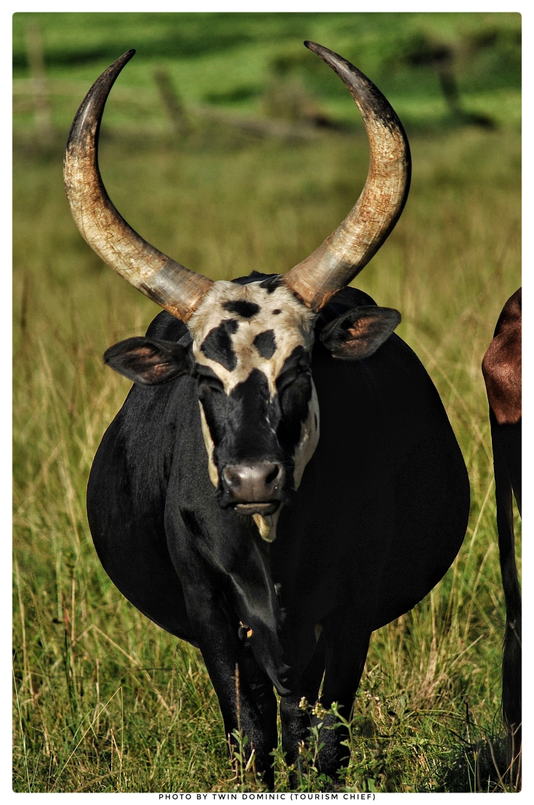 Ankole cattle herd representing Uganda’s unique cultural heritage