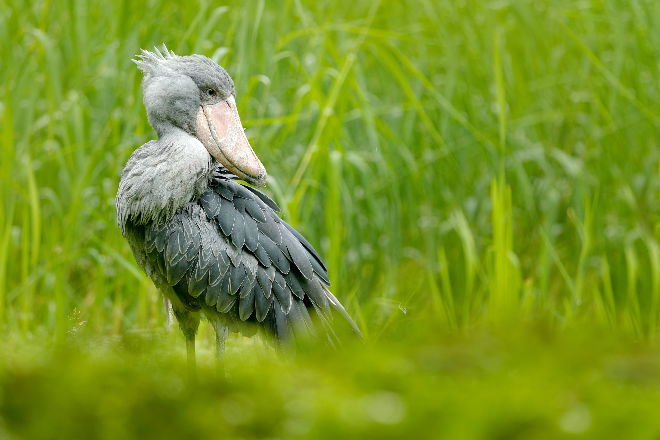 A rare Shoebill Stork standing among papyrus reeds in Mabamba Swamp.